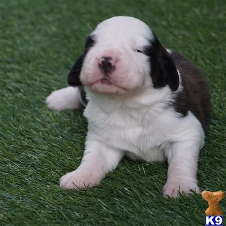 Florida Saint Bernards Picture 2